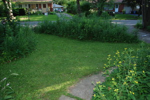 front yard - july 1 2010-1.jpg